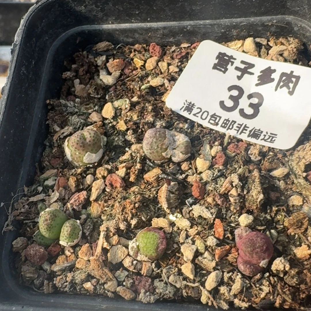 龙猫斑马带盆土。
