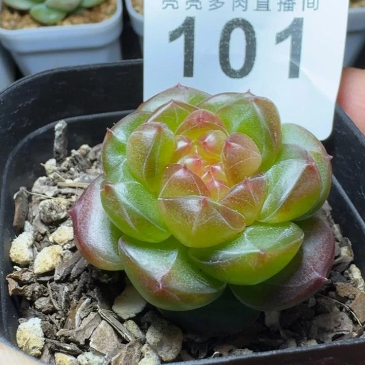 油桃            多肉植物