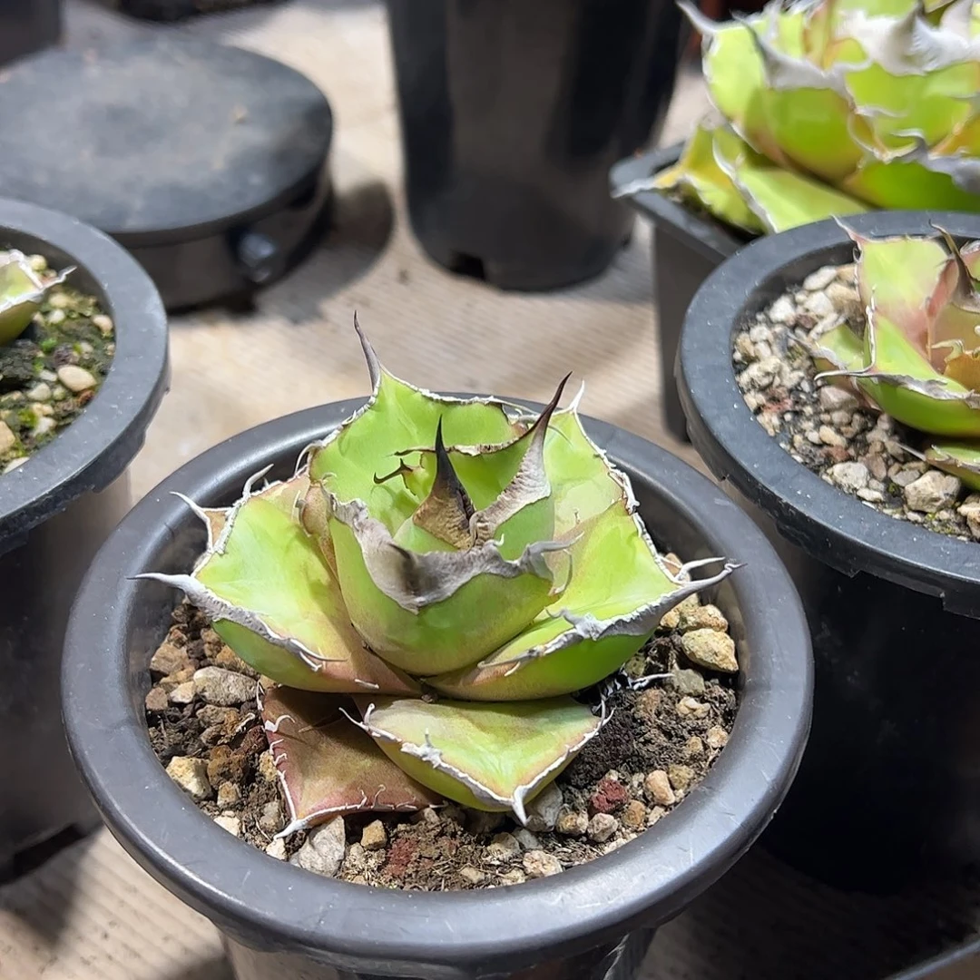 k**…黑豹龙舌兰仁王冠植物