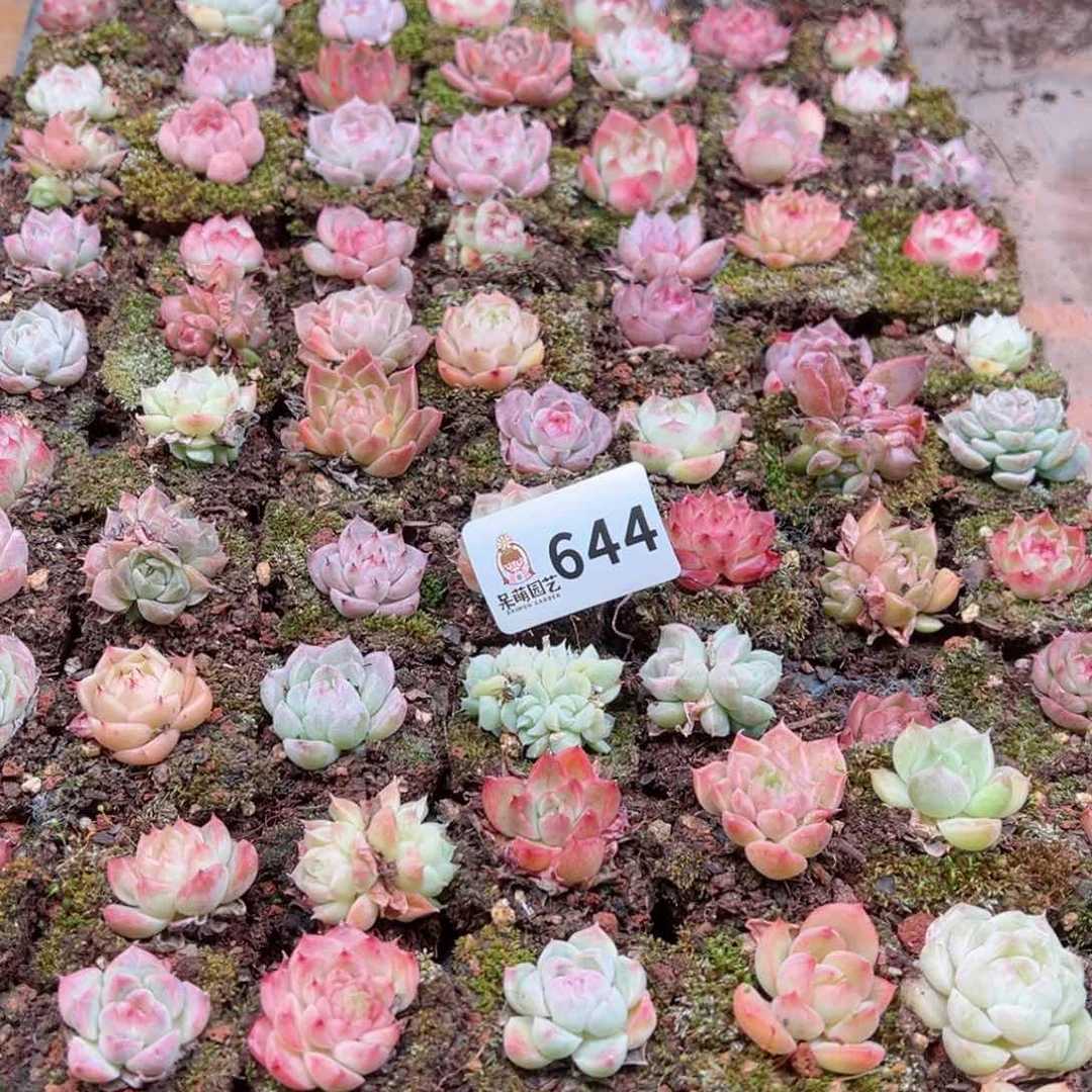 多肉植物多肉植物