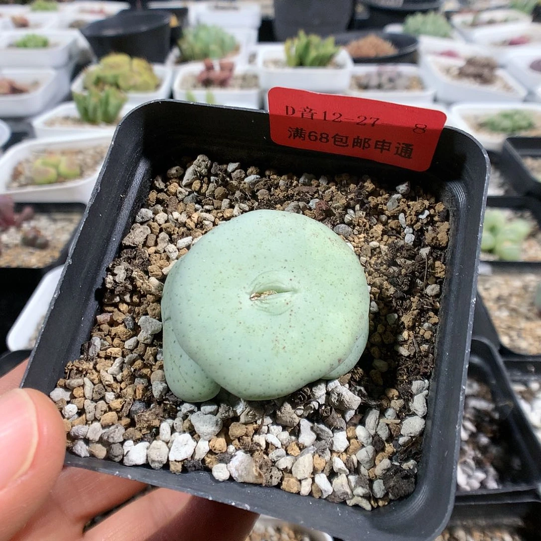 12-27-8     巨型饼