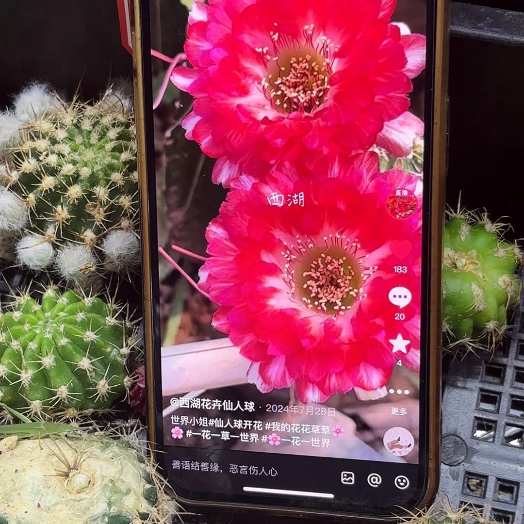 2颗世界小姐丽花瑕疵14