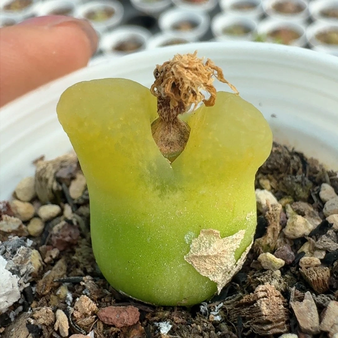 238福利出一颗0000000