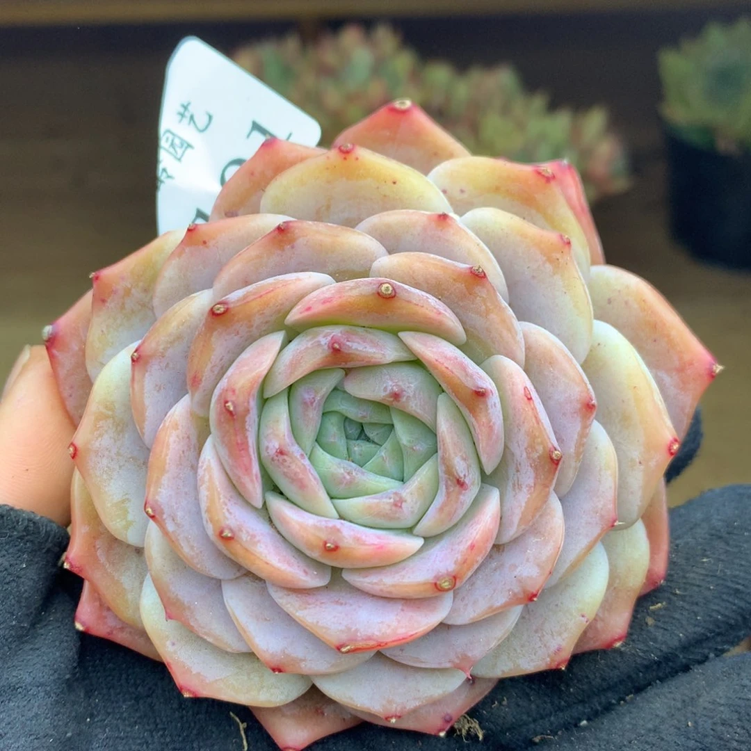 3101杂交多肉植物园