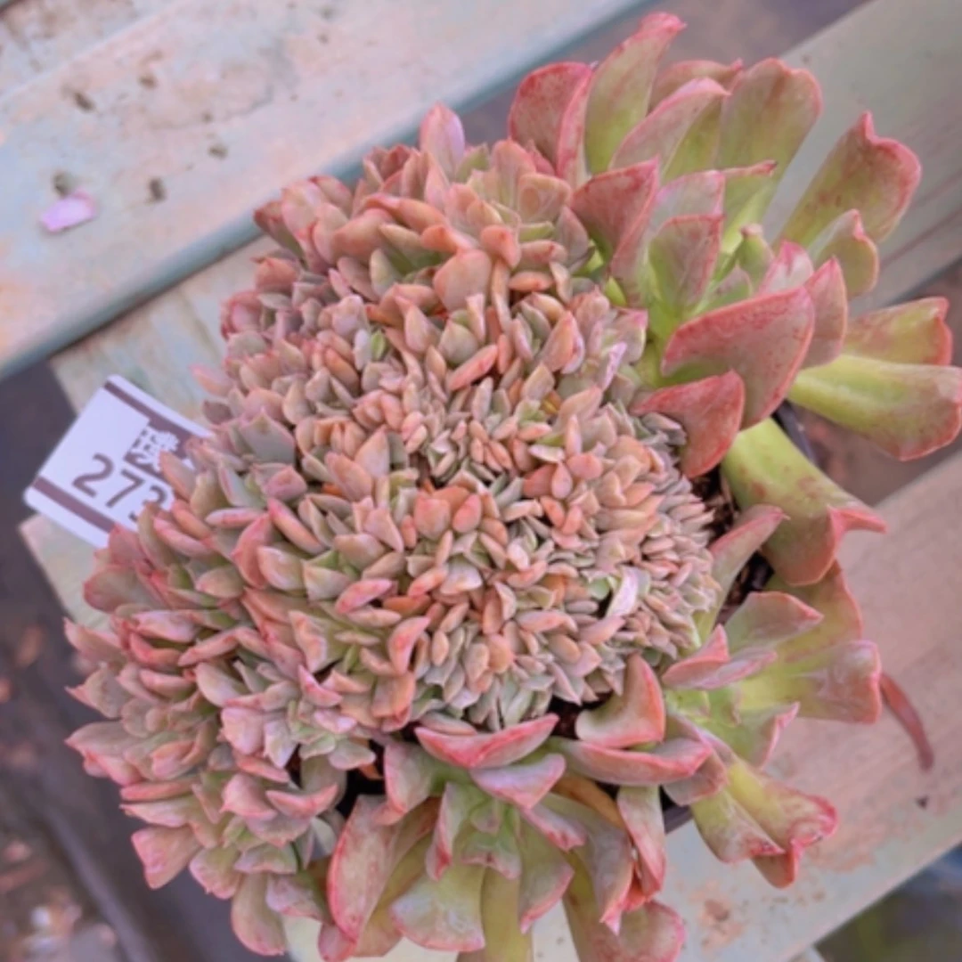 【闪购商品】黑鹰缀2736