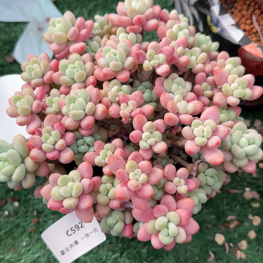 C592鱼子酱老桩群生