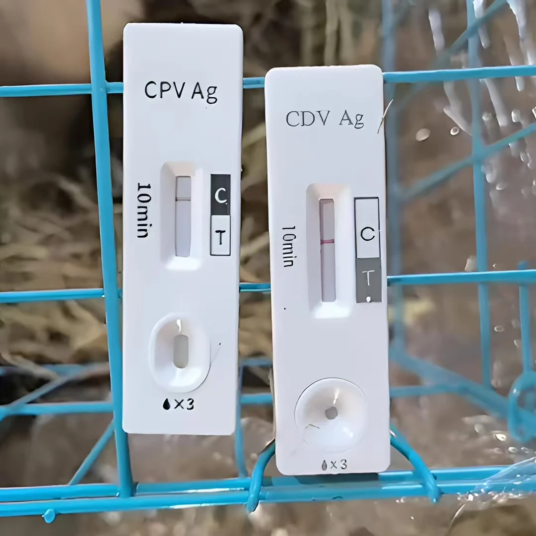 宠物检测试纸定金拍前咨询客服