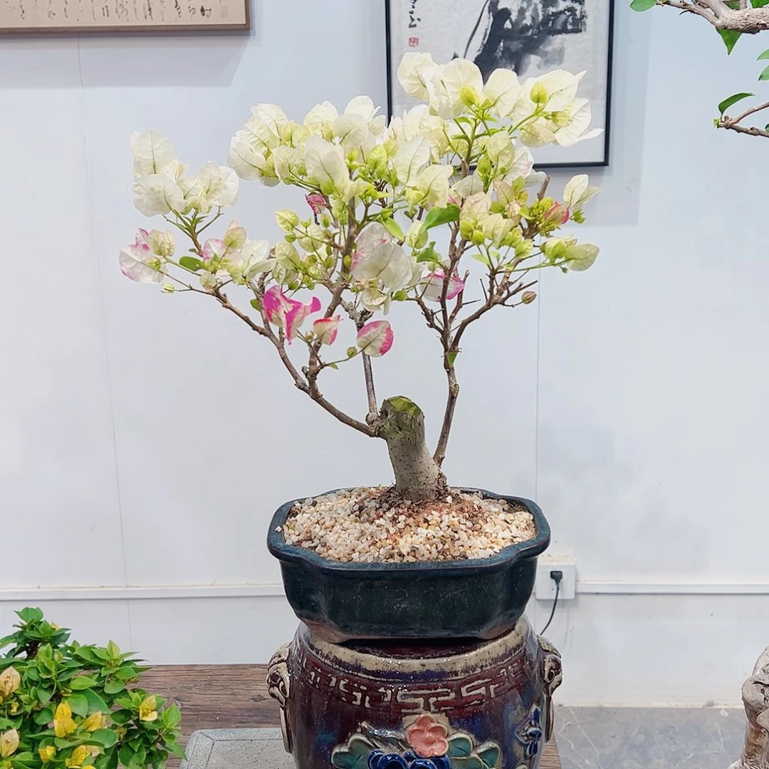 无花朵杰*三角梅三角梅三角梅