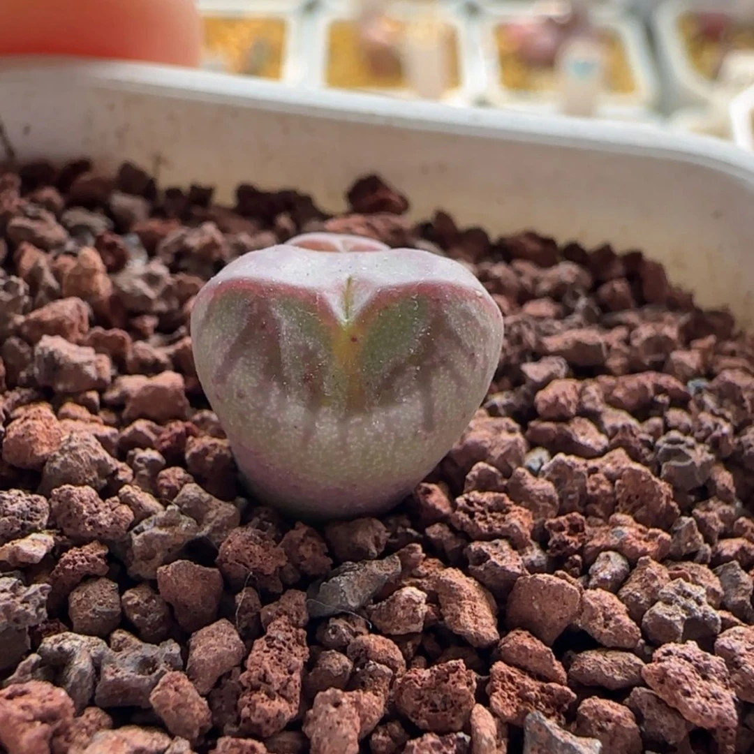 【闪购商品】0863 将杂