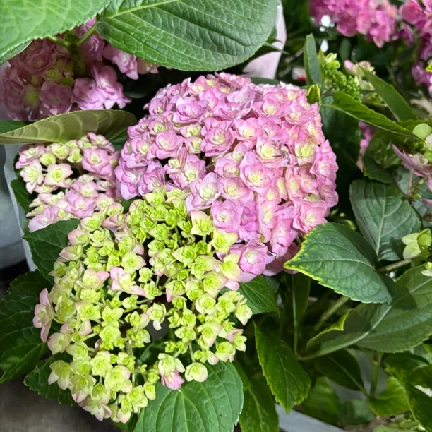 太阳神殿绣球加仑盆