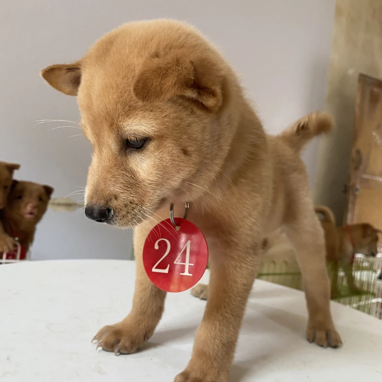 黄狗白面中华田园犬