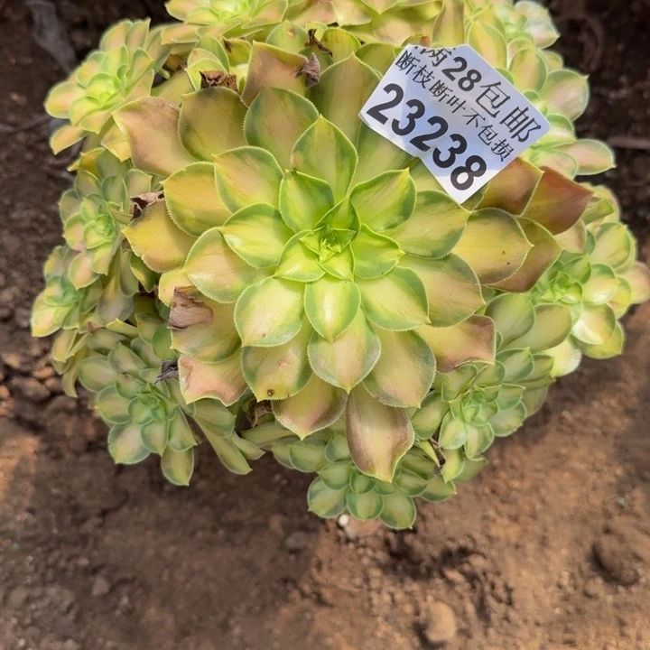 23238韶华多肉植物