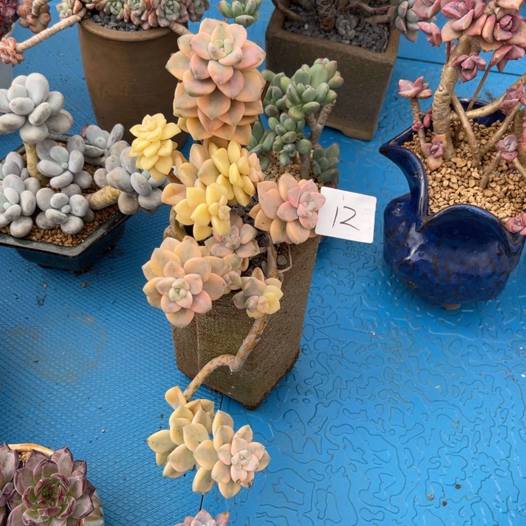 用****60012美杏锦多肉植物