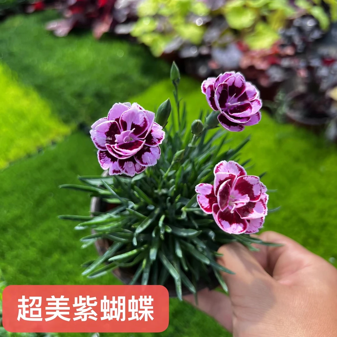 【超美紫蝴蝶】超大花四季开花耐寒耐热耐踩踏庭院绿化开花草坪