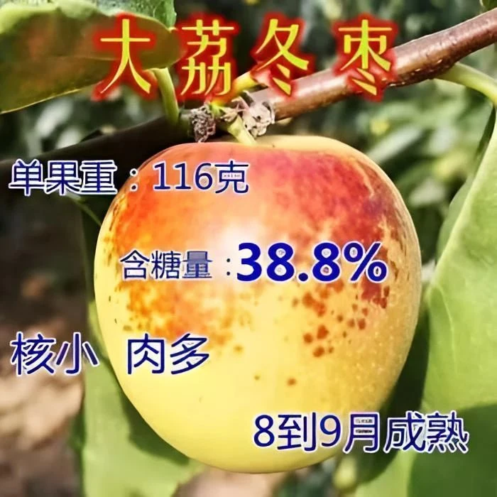 超甜特大嫁接大荔冬枣树苗南方北方种值地栽盆栽抗寒耐热果树苗 1