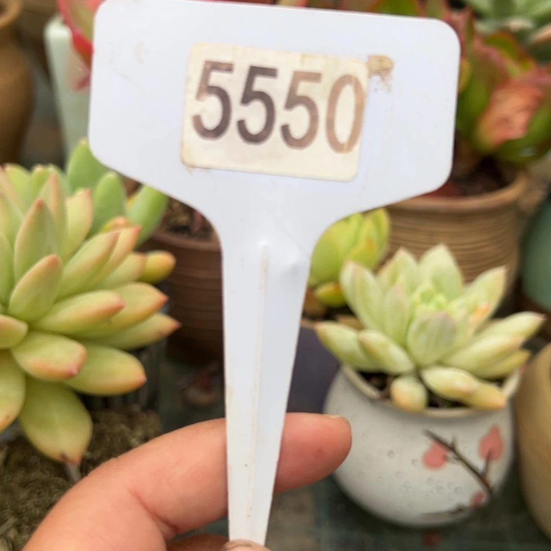 【闪购商品】P5550。 1111111111