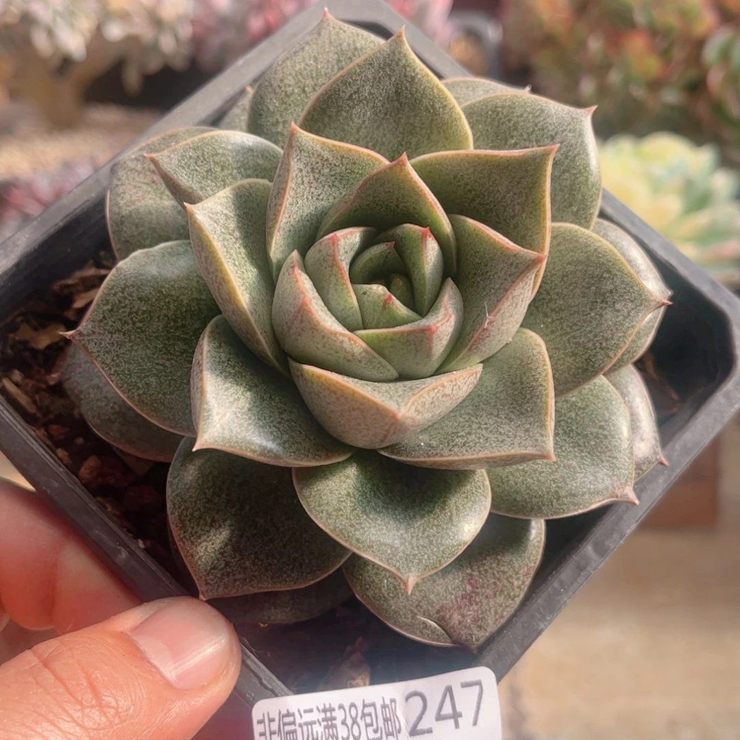 247大和锦德华多肉