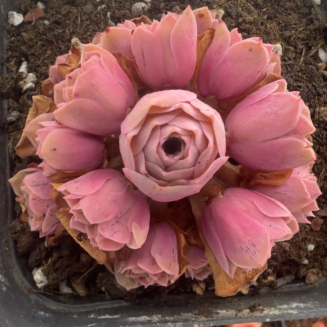 L158半城玫瑰四月天