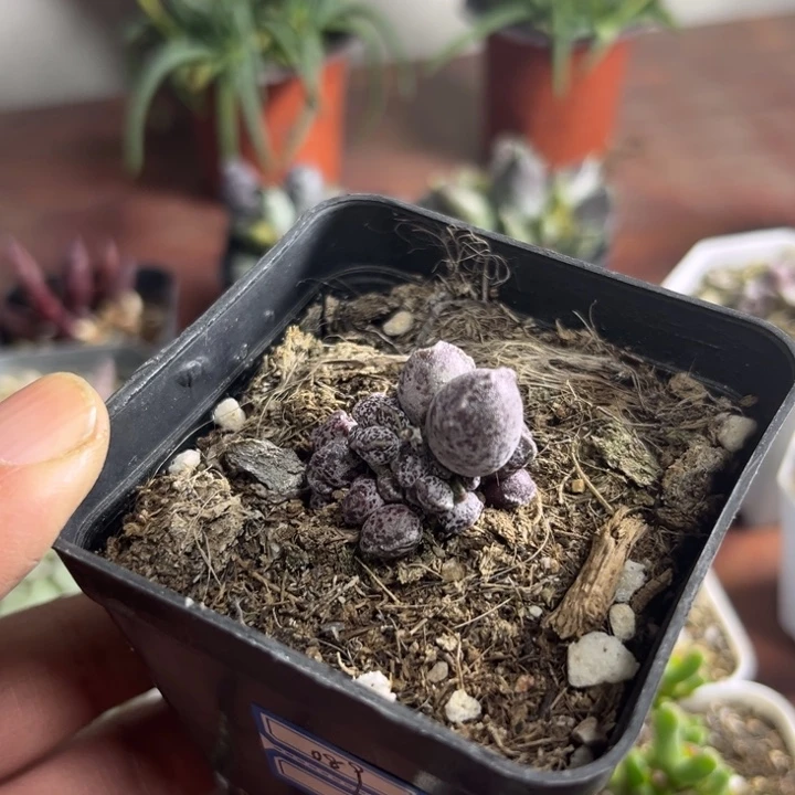 089 达摩水泡多肉