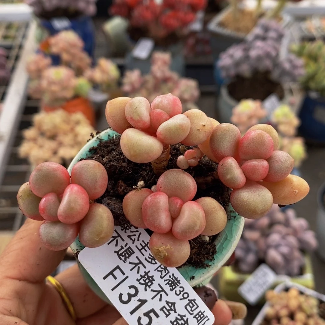 先锋派315/6cm多肉