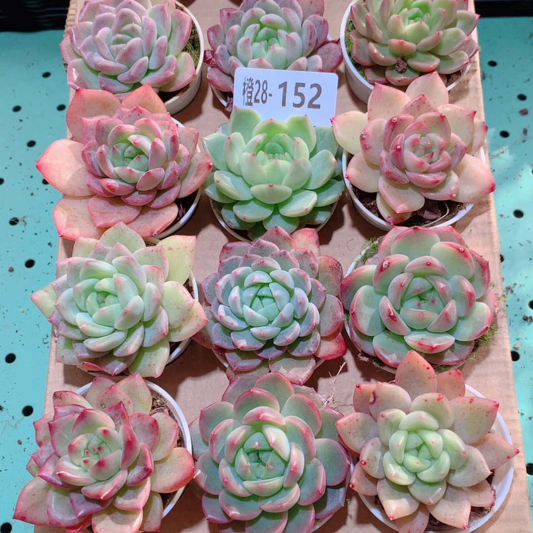 28-152一物一拍多肉带盆18颗