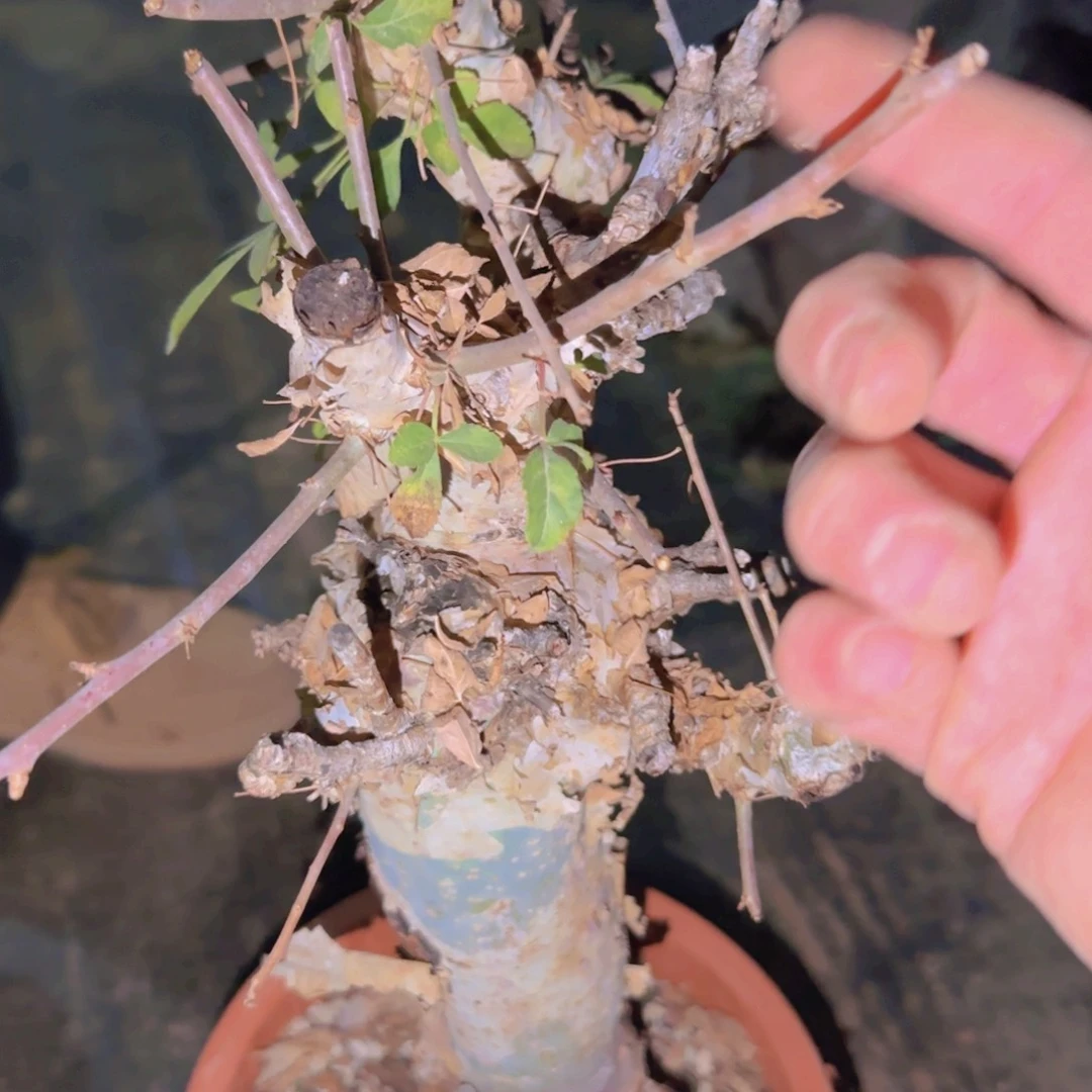 红***盗块根植物块根植物