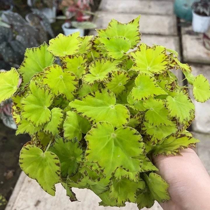 完全开放绿怪物秋海棠