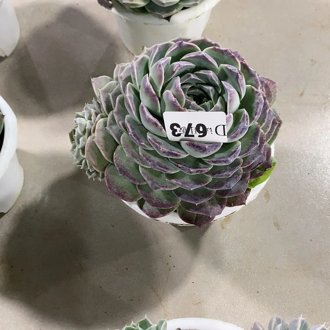 曾*?673紫月影多肉植物