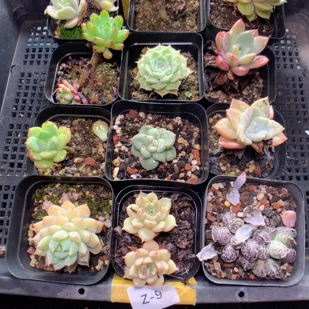 无花朵Z9英语英语英语英语英语天