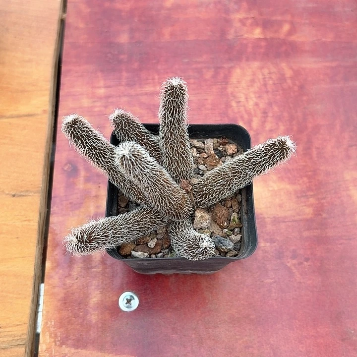 雾*不知名仙人球123