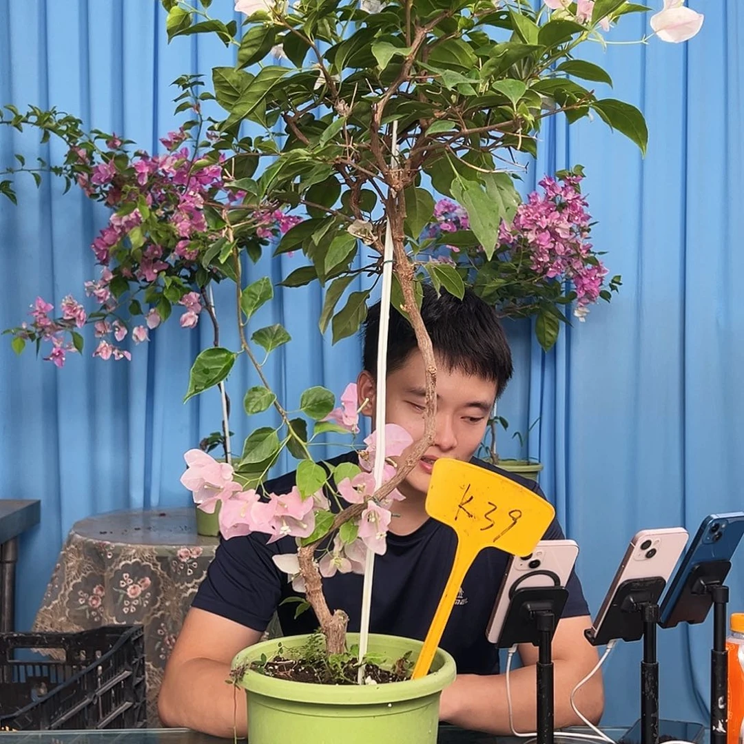 ****࿐大部分开放少量花苞K39广红樱