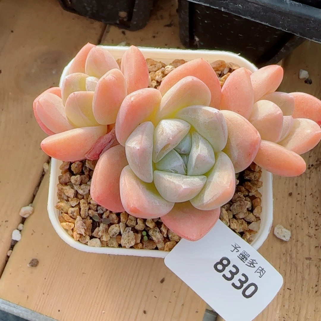 糖心冰玉无砍，8330多肉植物