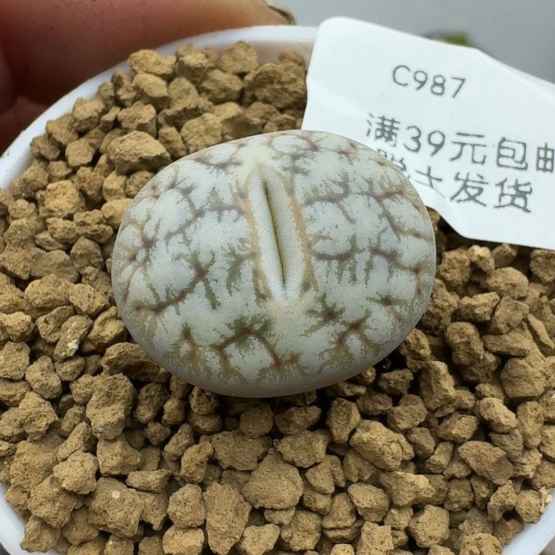 987哈哈哈哈哈哈给哥哥