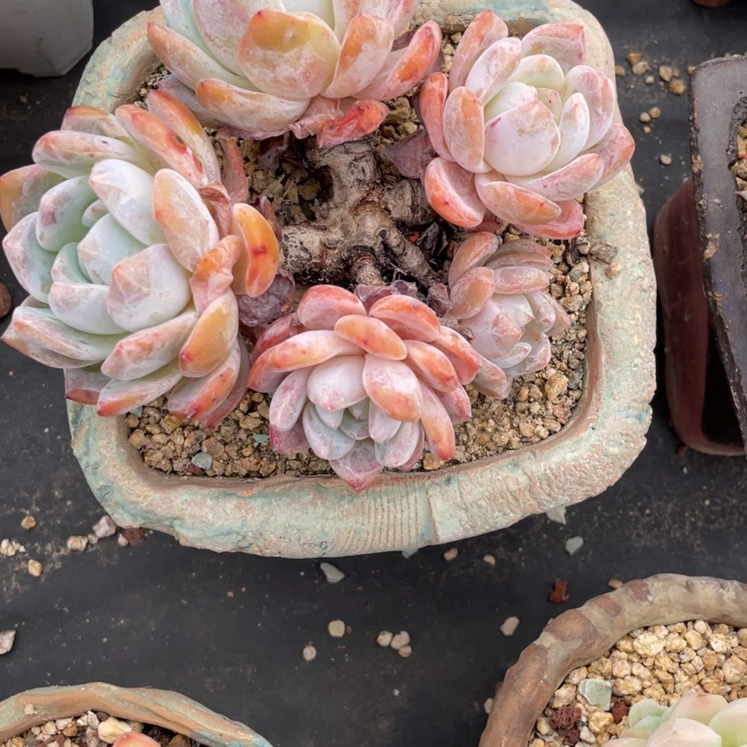 星颖老桩群生木质化