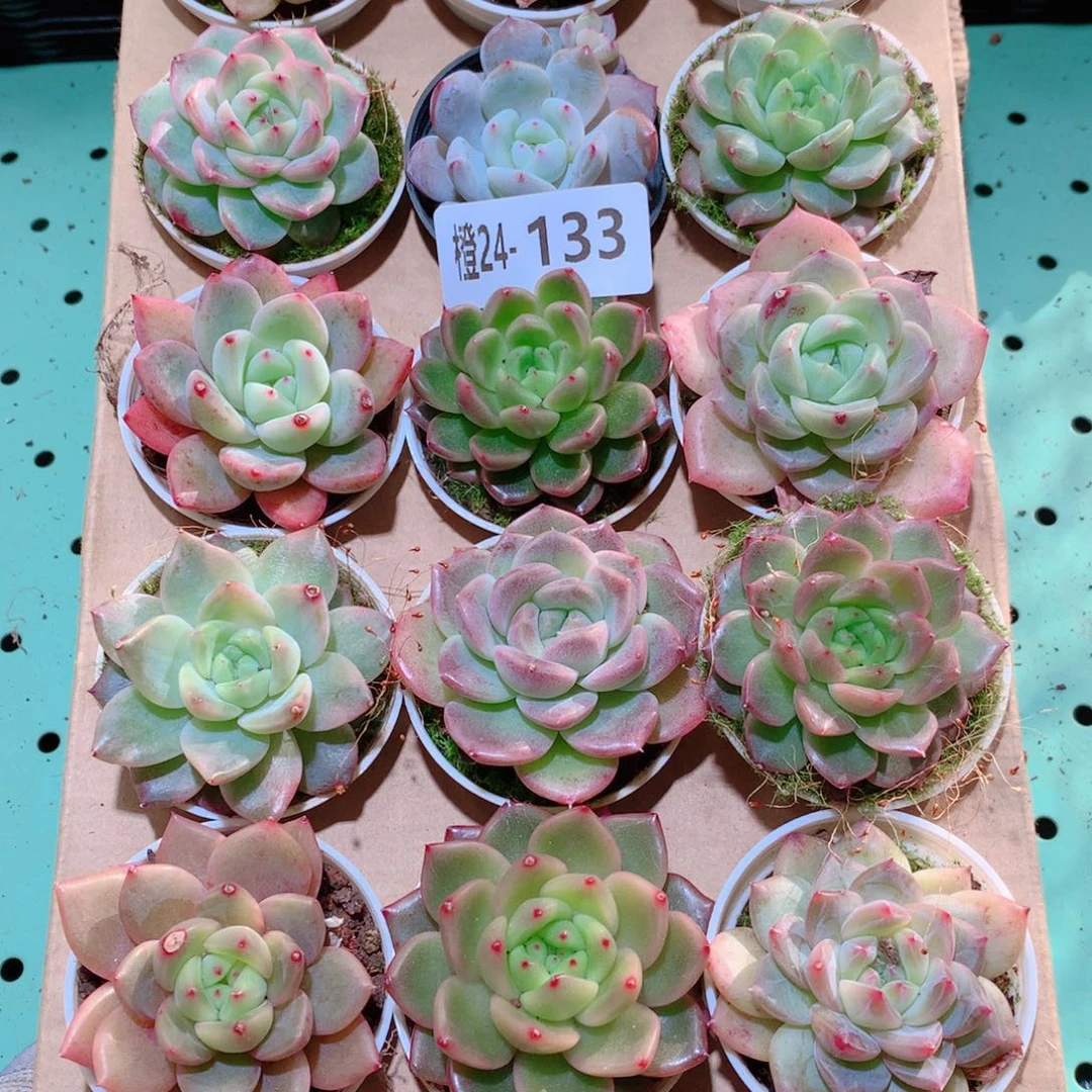 24-133一物一拍多肉带盆18颗