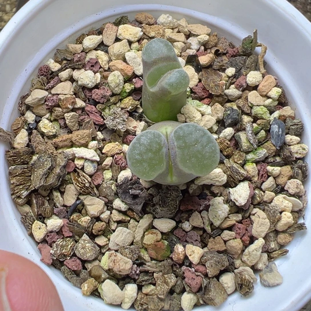 7-38肉锥多肉植物