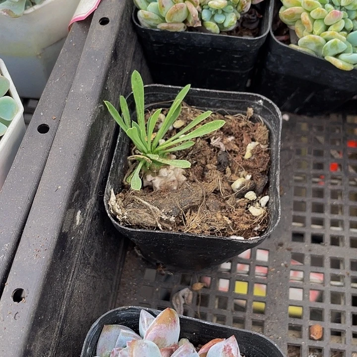 小菠萝2.8带盆土发货