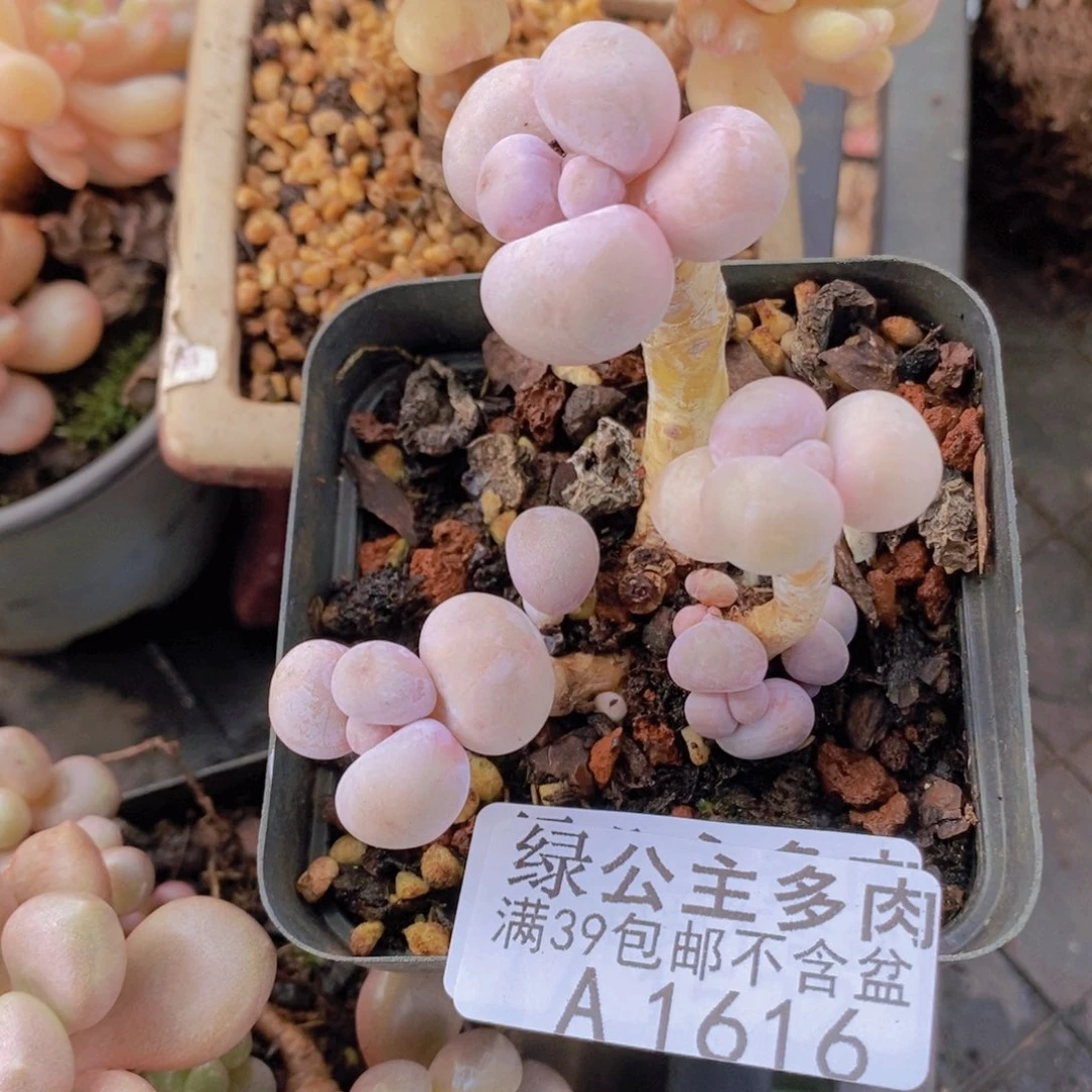 橙奶5cm1616多肉植物