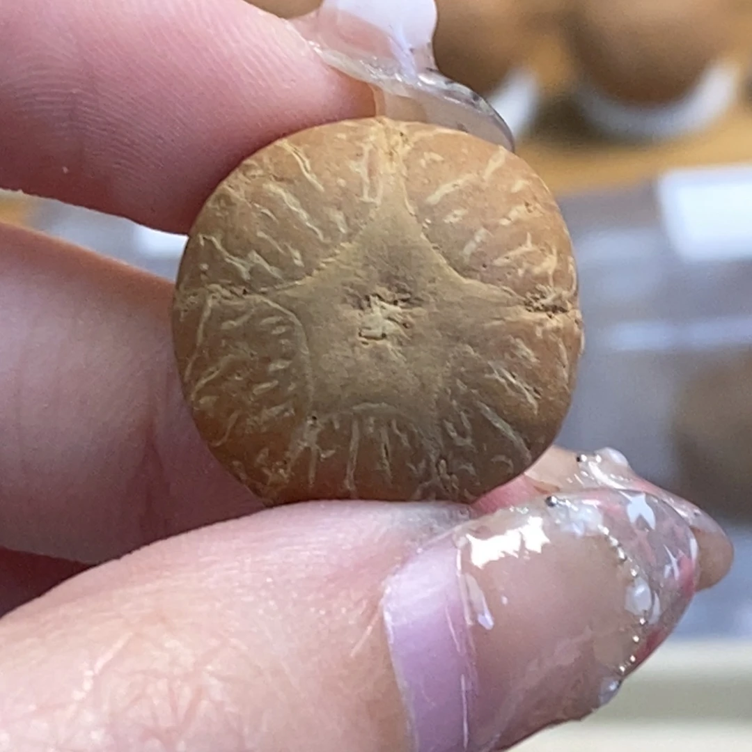 凤眼菩提吊坠五星