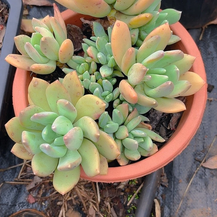 多肉植物。。。。。。。。。。。。