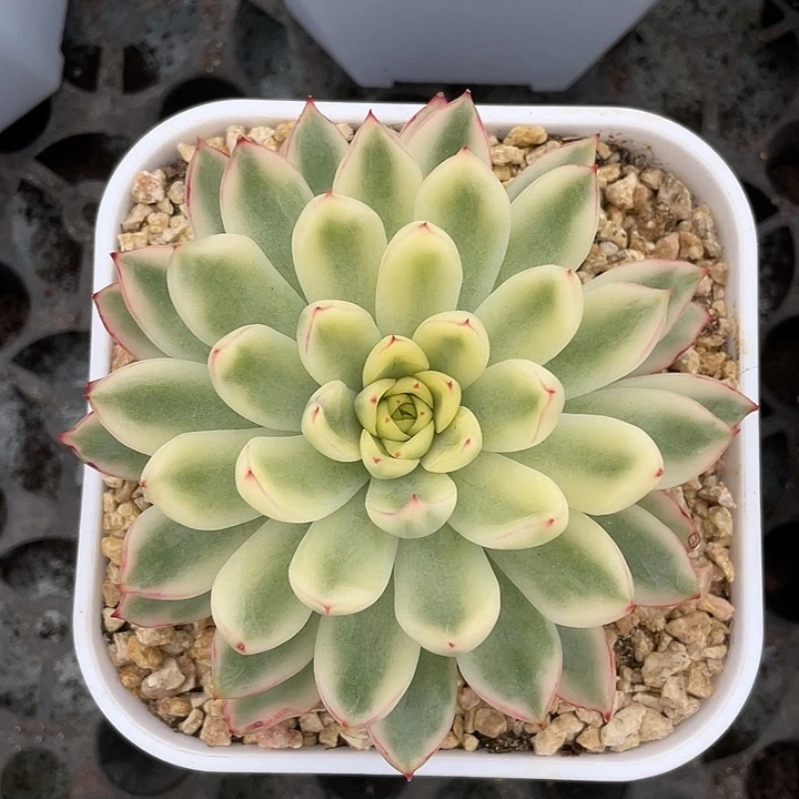 新奇兵锦一物一拍锦龙