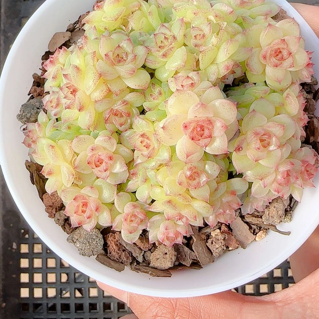 1206-74（ht-35）优选多肉