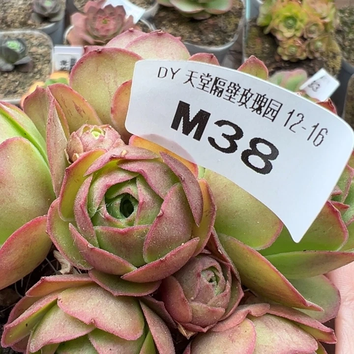 苗苗山地玫瑰多肉植物38