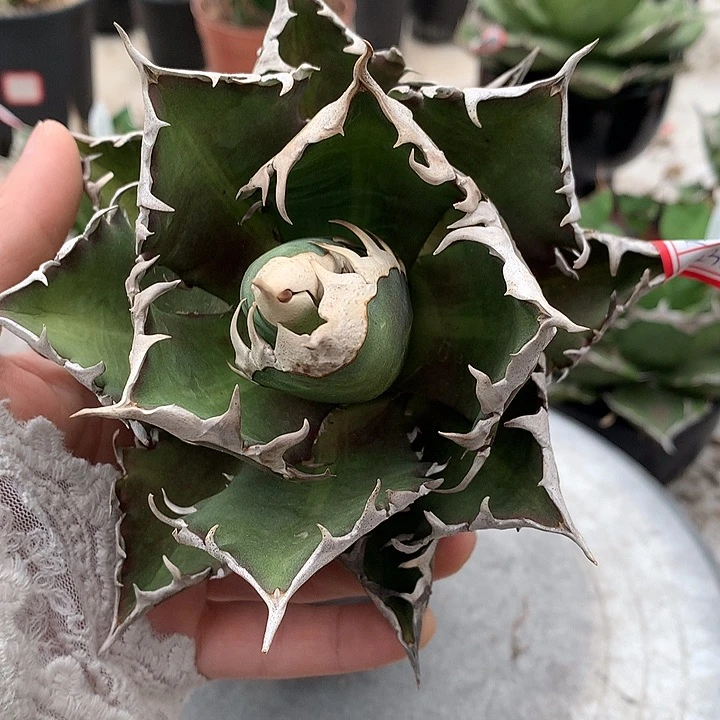 非***狼377超猫6666666666