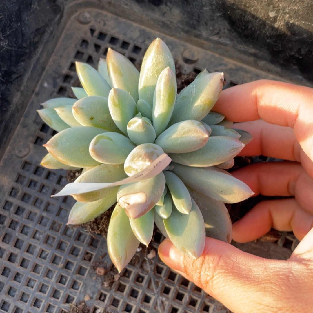 小**.803哥特四头多肉植物