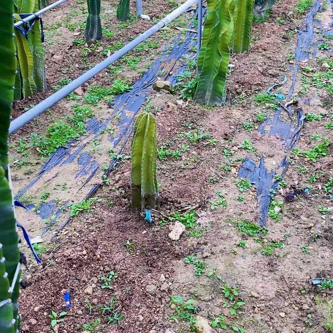 M***l秘鲁苹果一颗5789