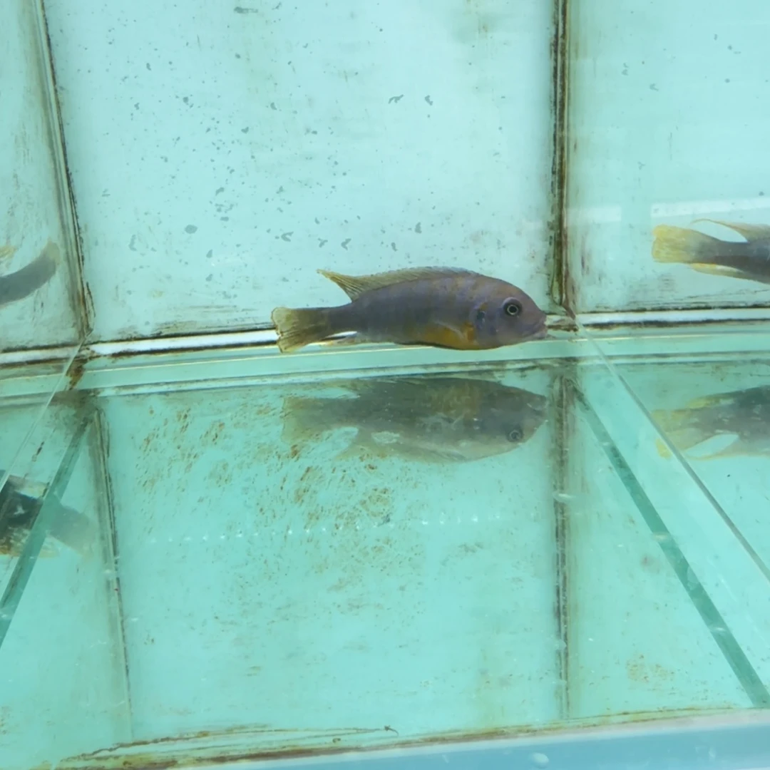 慈鲷野生伊孔贝费恩443。