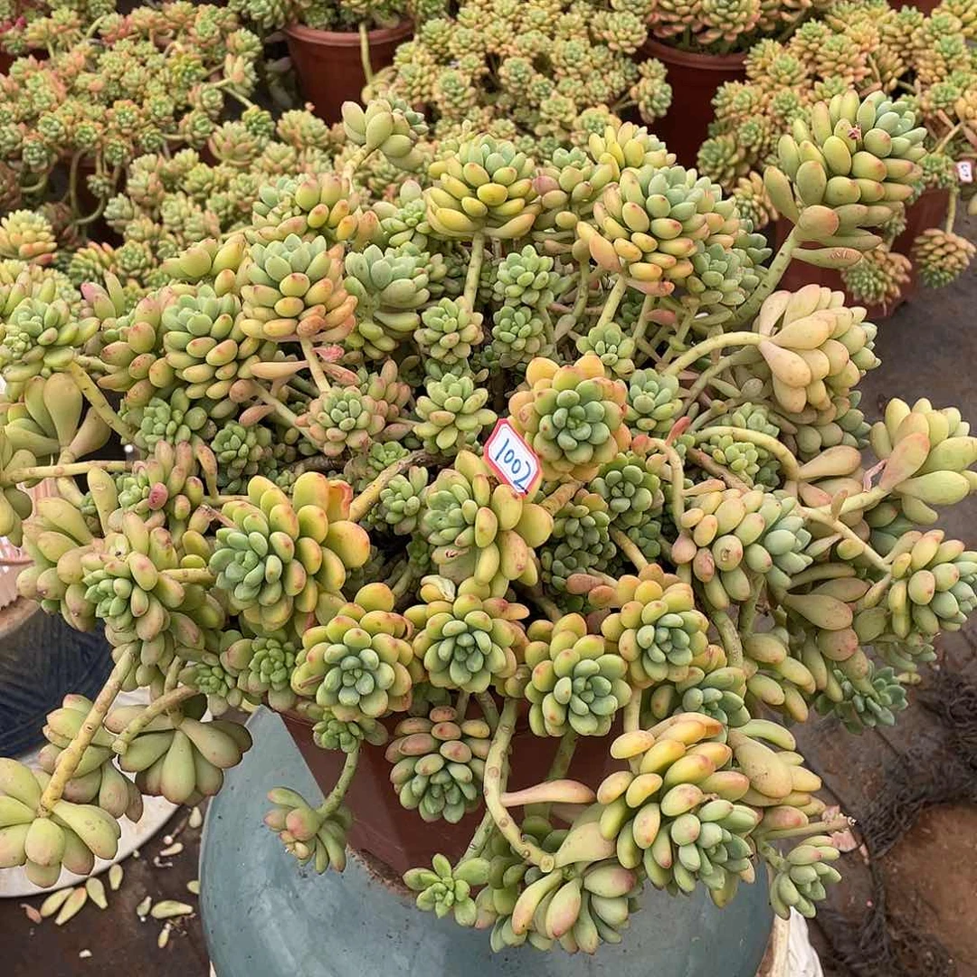 香格里拉1002 晓晓一物一拍