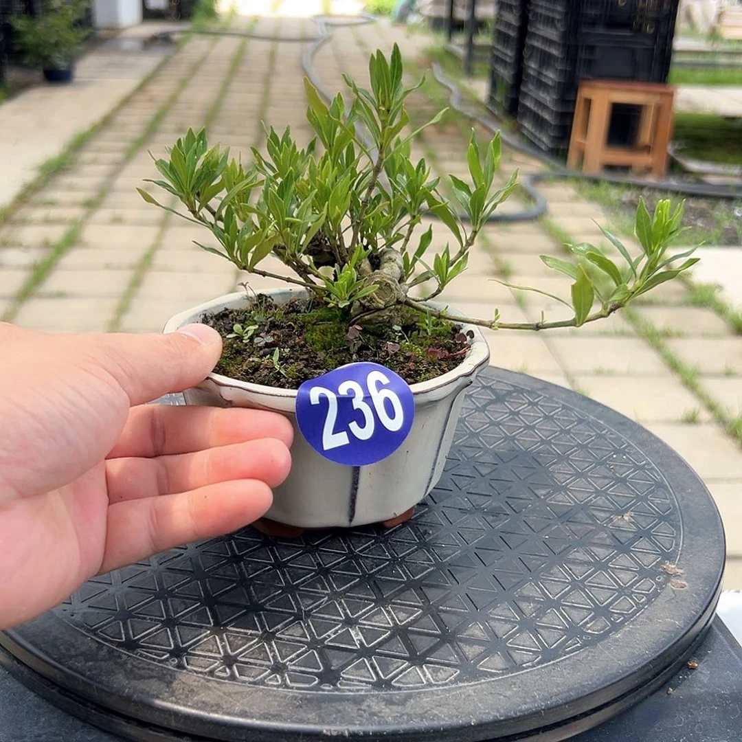 修****李一颗不留全场福利236
