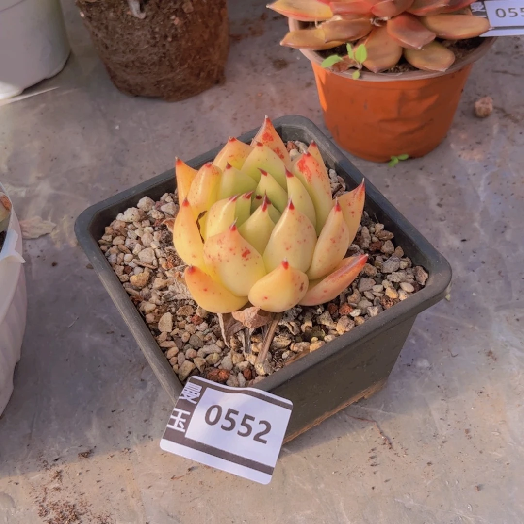 东云多肉植物0552